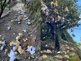 楊柳肆虐台中梨山 梨子、蘋果落果嚴重 農損逾千萬