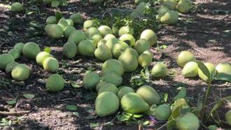 楊柳颱風重創台東農業 爭取全品項免現勘補助