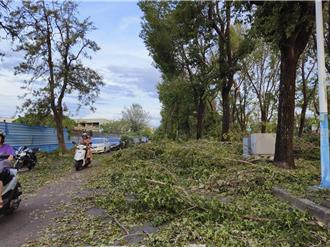 丹娜絲重創嘉市 4千噸樹幹殘枝待去化 斥資千萬元