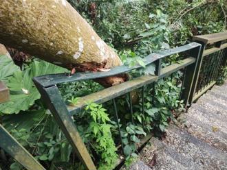 丹娜絲颱風重創嘉義市 蘭潭步道8／15重新開放