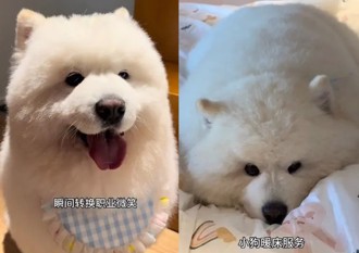 飯店推出「萌寵陪睡」爆火 狗員工陪睡一晚2000元