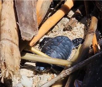 小朋友净滩目击！漂流木卡住小海龟回大海 环保人士讚：最棒的保育教育