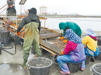 云林 酸菜滷水变液肥 文蛤育成增3成