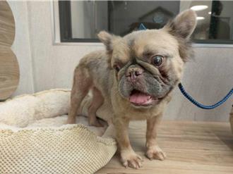 桃園非法繁殖場查獲63隻法鬥、藏獒    8月15起開放抽籤認養