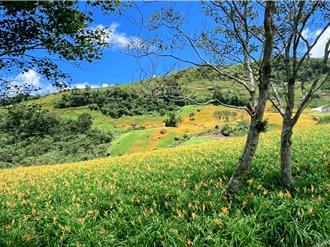 楊柳肆虐花蓮 農損估計破百萬 六十石山金針花40公頃遭殃