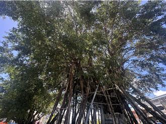 打贏楊柳強風 台東「空中樹」5年挺過3颱