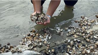 楊柳挾帶罕見焚風掃雲林 暴雨沖淡魚塭逾5成文蛤暴斃