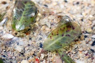 澎湖海草復育傳捷報 發現台灣新紀錄種「小喜鹽草」