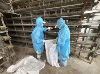 彰化爆入夏首例禽流感 福興鄉鵪鶉場撲殺近7萬隻
