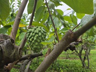 楊柳颱風重創台東 農業部公告「全縣全品項」救助