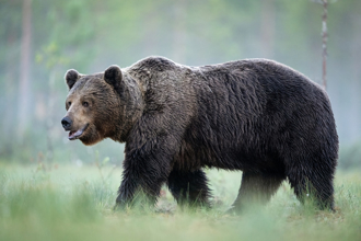 登山客下山遭棕熊攻擊拖入樹叢　日警尋獲血衣與遺體