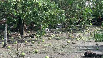 楊柳颱風直撲台東 釀3億農損 卓榮泰明日親赴勘災