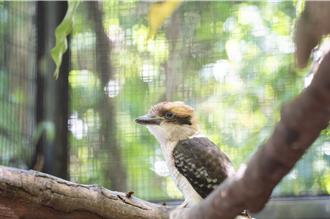 笑翠鳥家族借住台北動物園添丁 熱帶雨林區樹洞孵出2「菜鳥」
