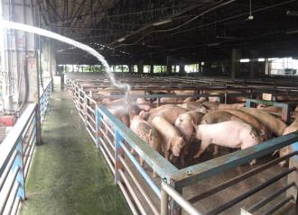 毛豬價格創新高 農業部要求加工廠節前減少採購國產豬