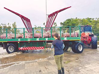 嘉县728豪雨 海埔畜殖场万头猪淹死