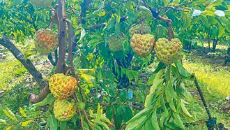 西螺果菜市場 交易價比台北高