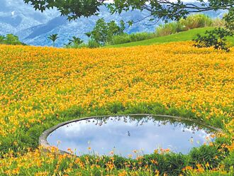 花蓮 賞花注意 六十石山交通改道