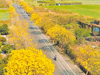 南投 台14丁線黃花風鈴木大道 將成絕響