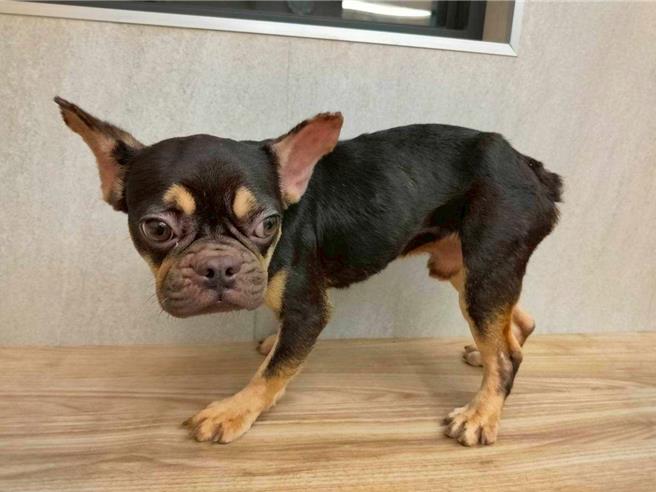 桃园市政府动物保护处日前联手中坜警分局查获宠物商行非法繁殖案，不肖业者以合法掩饰不法，于营业场所内进行非法繁殖，动保处于现场扣留共63只犬只，经送「南昌动物医疗中心」健检照护后，第1批法国斗牛犬共16只，已办理入园并上网公告开放认养。（动保处提供）