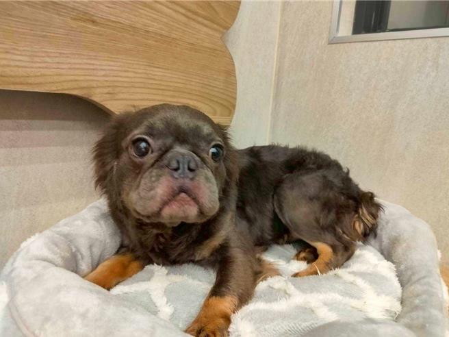 桃园市政府动物保护处日前联手中坜警分局查获宠物商行非法繁殖案，不肖业者以合法掩饰不法，于营业场所内进行非法繁殖，动保处于现场扣留共63只犬只，经送「南昌动物医疗中心」健检照护后，第1批法国斗牛犬共16只，已办理入园并上网公告开放认养。（动保处提供）