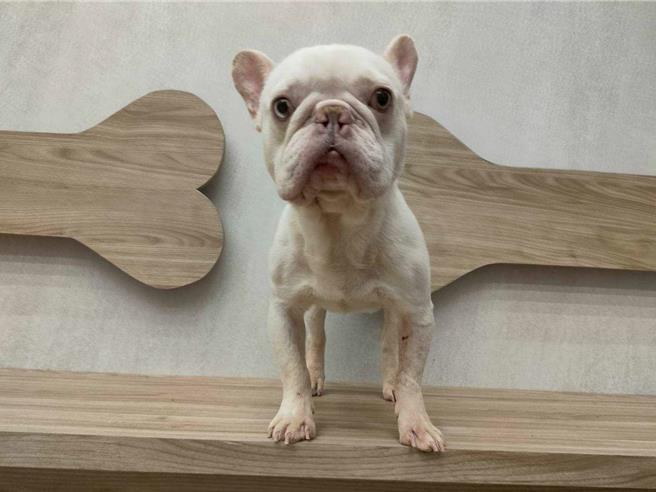 桃园市政府动物保护处日前联手中坜警分局查获宠物商行非法繁殖案，不肖业者以合法掩饰不法，于营业场所内进行非法繁殖，动保处于现场扣留共63只犬只，经送「南昌动物医疗中心」健检照护后，第1批法国斗牛犬共16只，已办理入园并上网公告开放认养。（动保处提供）