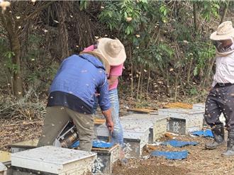 高雄蜂蜜今年大豐收！農民：30年來難得一見