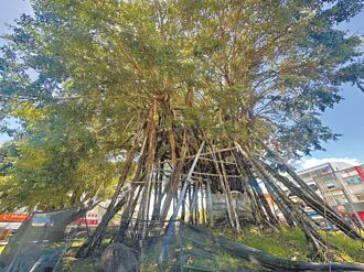 體中棒球場全毀 60年空中樹挺立