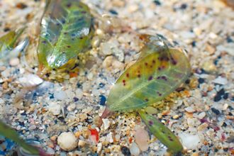 澎湖 復育有成 添新紀錄種小喜鹽草