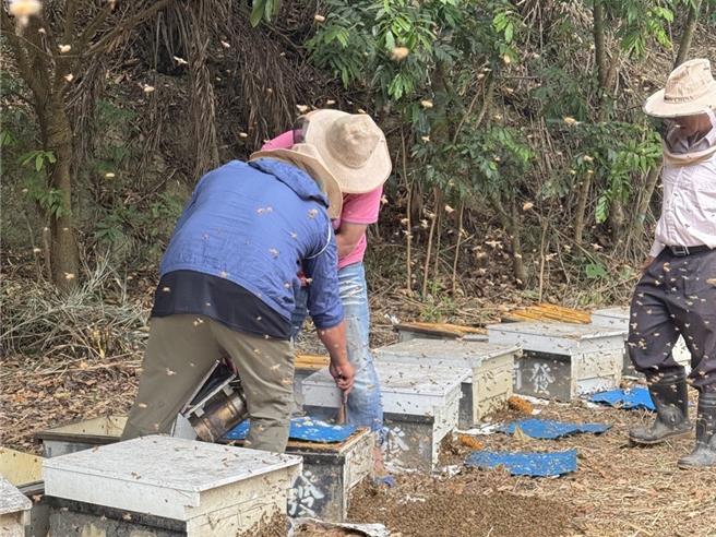 高雄蜂農指出，2024年山陀兒颱風來襲，有些荒廢龍眼樹、荔枝樹被風吹倒，又重新長出嫩芽開花，所以2025年反而是30年來難得的蜂蜜大豐收。（崗發蜂蜜提供／紀爰高雄傳真）