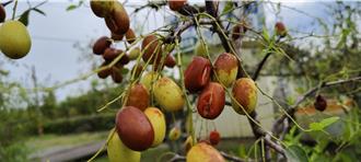 苗栗紅棗近全軍覆沒！天災後爆清理難題 鍾東錦喊話中央再補助