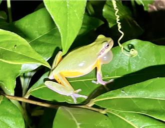 高雄大雨后骆驼山百蛙齐鸣 稀有「雨怪」重现