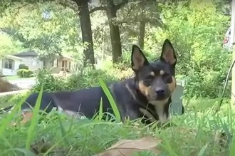 爱犬出门竟「叼回人骨」1年4次 主人傻眼：又来了