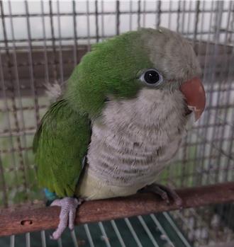 清鳥籠小心小鳥飛走！北市10天內9隻鳥被收容