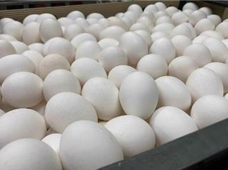 蛋價下周漲2元 產地報價制度最快9月上路