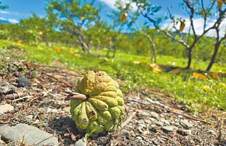 台東勘災 卓揆：推全國電纜地下化
