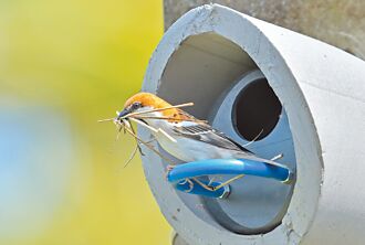 復育有成 梅山山麻雀族群趨穩定