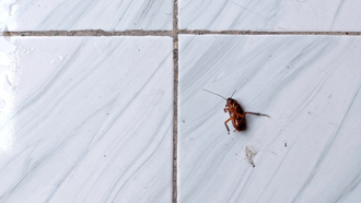 蟑螂、螞蟻死光！專家教實用絕招 一票人讚：真的很有用