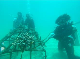 推動望安海洋生態旅遊  澎管處投放6座海龜造型生態礁
