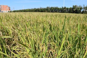 人妻稱鄉下務農幾十萬在賺！年輕人娶外配多 內行揭心酸真相