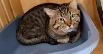 主人欠債千萬債務遭查封 狸花貓成法拍品「掀搶標熱潮」