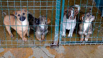 鐵腕移民的新受害者