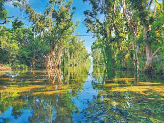 嘉縣 排水不良 鰲鼓溼地水質優養化