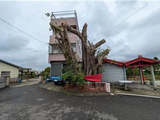 大榕樹過度修剪光禿禿！區公所：依約開罰