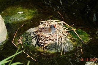 中和藤寮坑溝藏「彩蛋」 紅冠水雞溪畔築巢孵育新生命