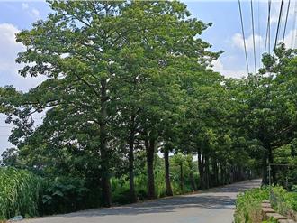 火紅木棉花恐成絕響！東螺溪河道侵蝕嚴重 樹木根基裸露