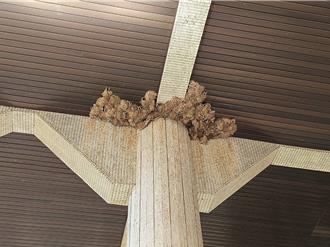 彰縣府大樓正門沒人走？原因曝光與「燕子鄰居」有關