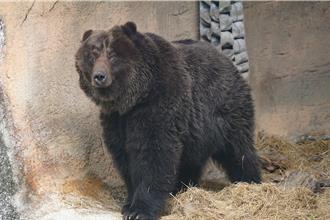 惡性腫瘤復發 台北動物園棕熊「小喬」平靜離世