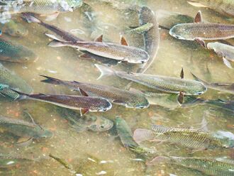 新北 醜泥怪變身 烏魚現蹤瓦磘溝