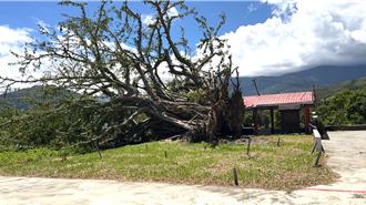 台東鹿野土地公廟百年榕樹倒塌 專家搶救留「樹頭」盼現生機