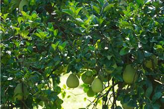 西部文旦柚风灾受损 带动花莲柚果盘价涨3成